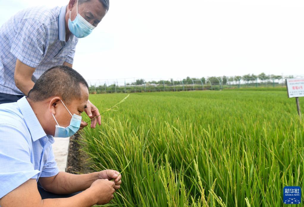 在乌鲁木齐市米东区水稻科技示范园内，科研人员查看种植的水稻样本长势（7月5日摄）。