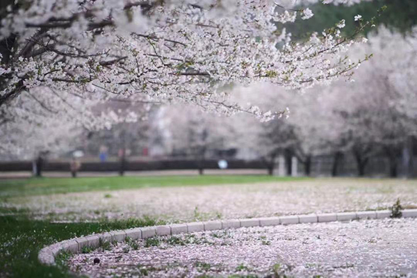 同济大学的樱花季。 微信公众号“同济大学”