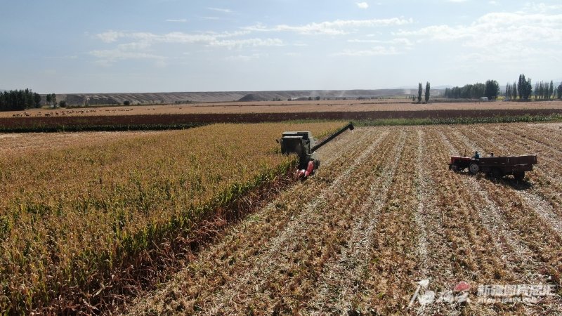 9月中旬，沙湾市东湾镇串庄子村的玉米正在收获。孙志坤摄