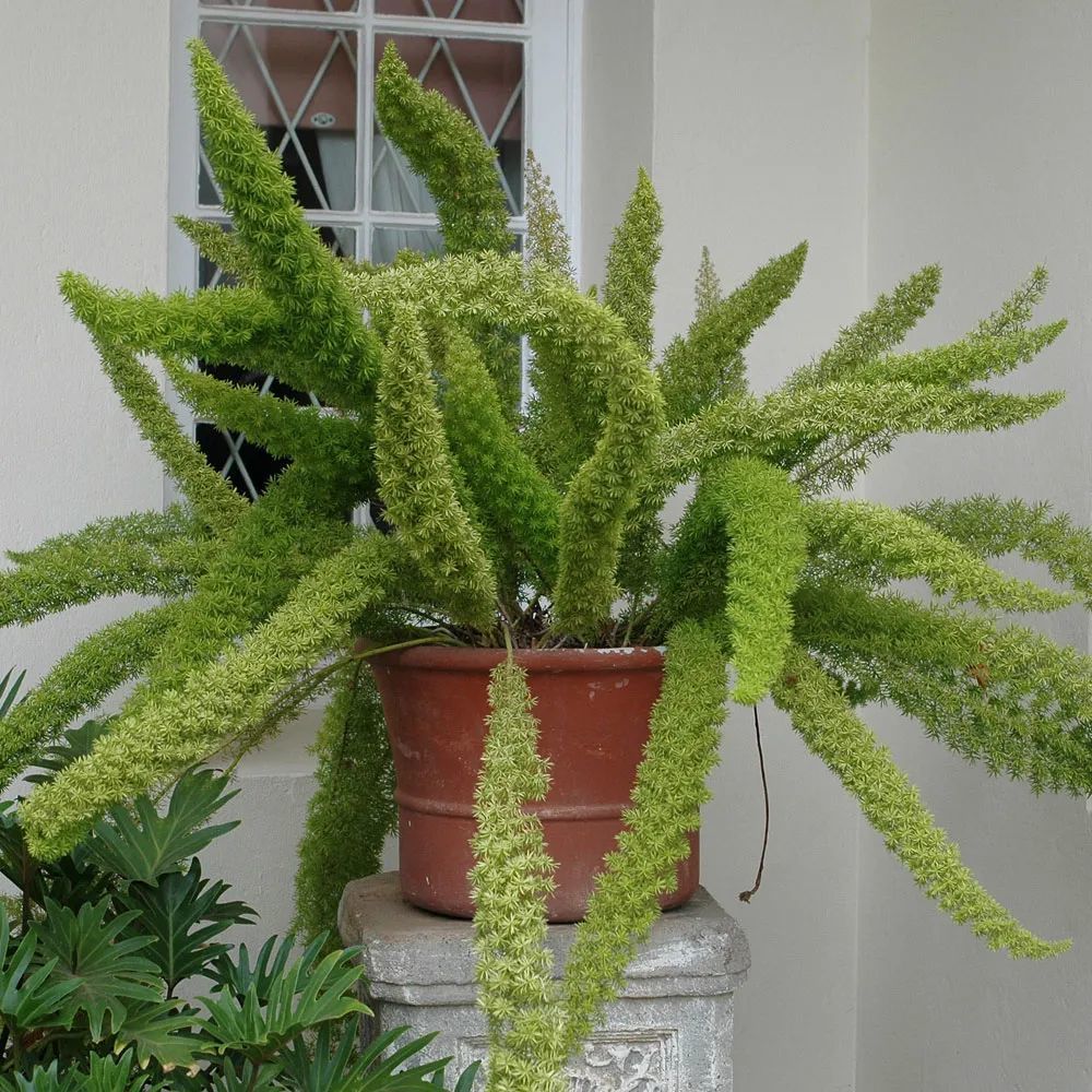 模样惹人喜爱的狐尾天门冬,是很耐看的盆栽,需要适当光照__凤凰网