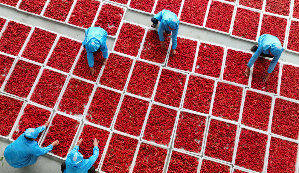 陕西省商洛市洛南县煜正中药材专业合作社的员工在晾晒新采摘的五味子（2022年8月21日摄，无人机照片）。新华社记者 陶明 摄