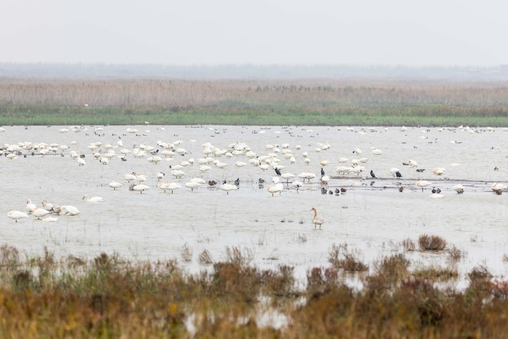 这是11月22日在上海崇明东滩鸟类国家级自然保护区拍摄的栖息的各种鸟类。新华社记者 王翔 摄