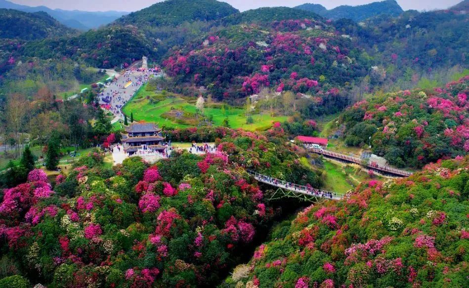 “地球彩带、世界花园”！贵州百里杜鹃风景区到了最美时刻，约吗？