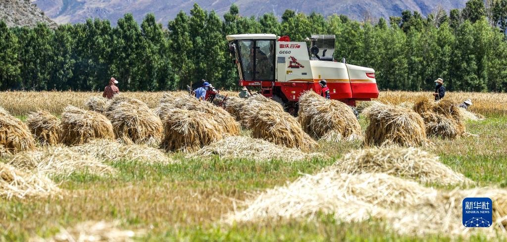 农机合作社和收割工作队在林周县边林乡当杰村玉冲组抢收小麦（9月6日摄）。