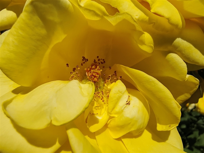 天玑拍照翻身之作!vivo S15 Pro首发评测:IMX766V拍照优秀 蜂鸟防抖够稳