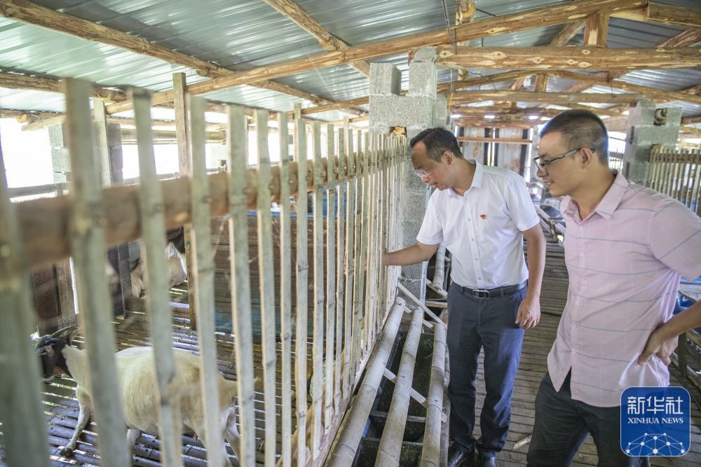 8月11日，在重庆市巫溪县田坝镇双箭村，驻村第一书记廖正步（左）和驻村队员在查看牲畜养殖情况。新华社记者 黄伟 摄
