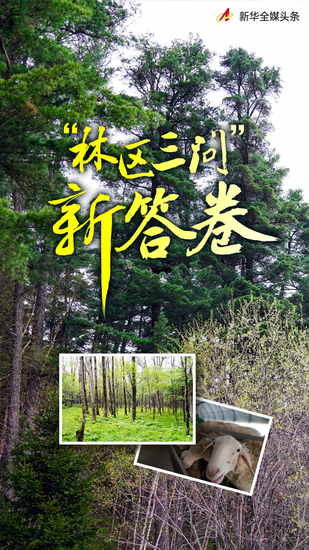 “林区三问”新答卷——“中国林都”伊春绿色转型发展实践