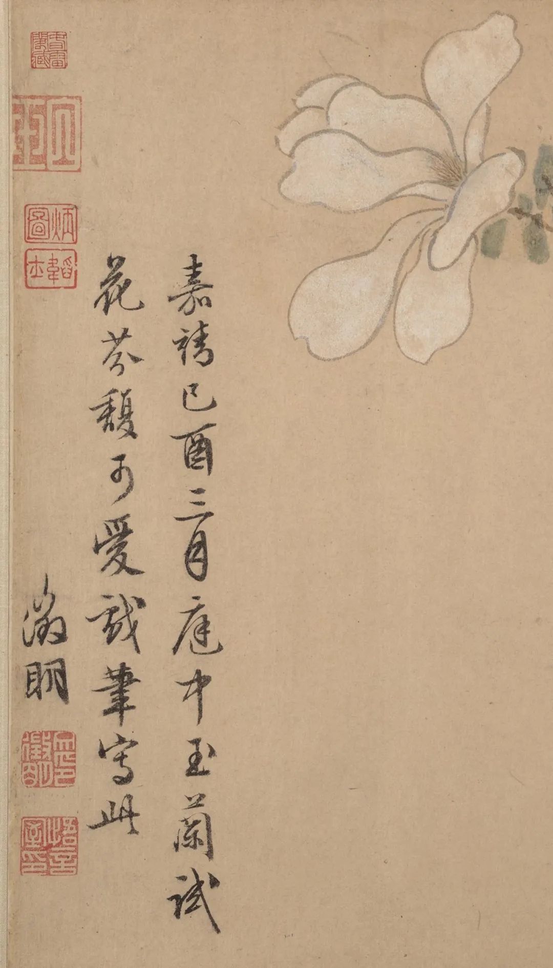 文徵明的玉兰花语_凤凰网历史_凤凰网