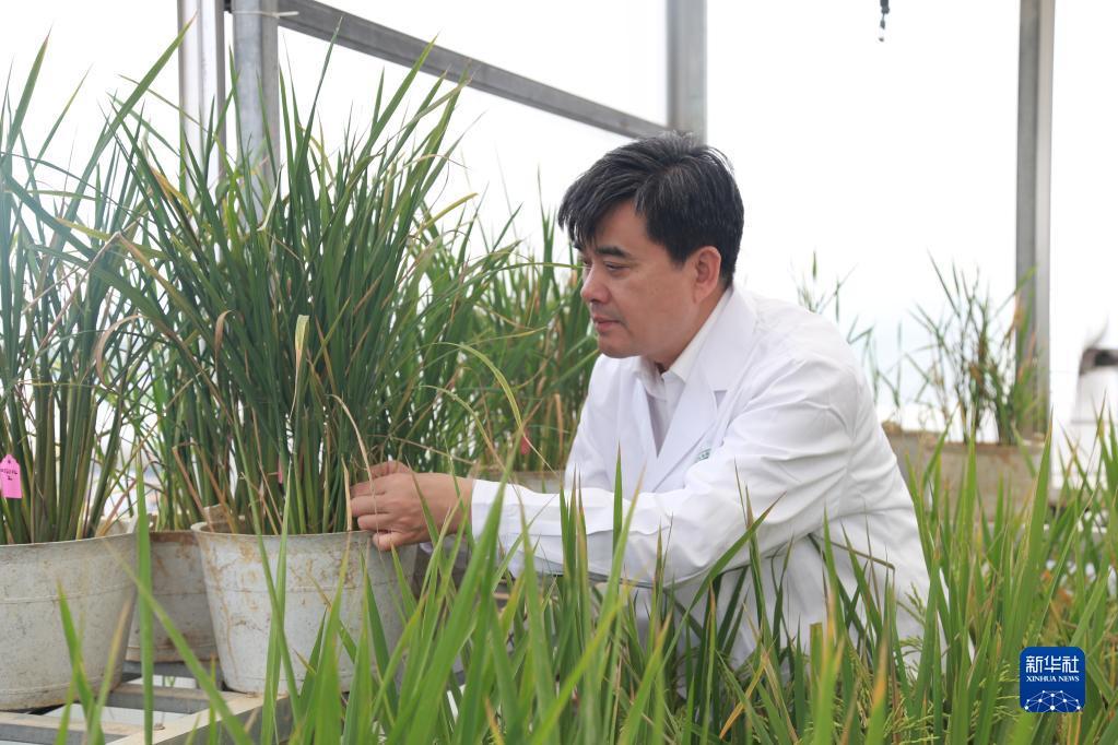 中国工程院院士、湖南省农业科学院党委书记柏连阳在实验室查看水稻生长情况（资料照片）。新华社发（受访者供图）