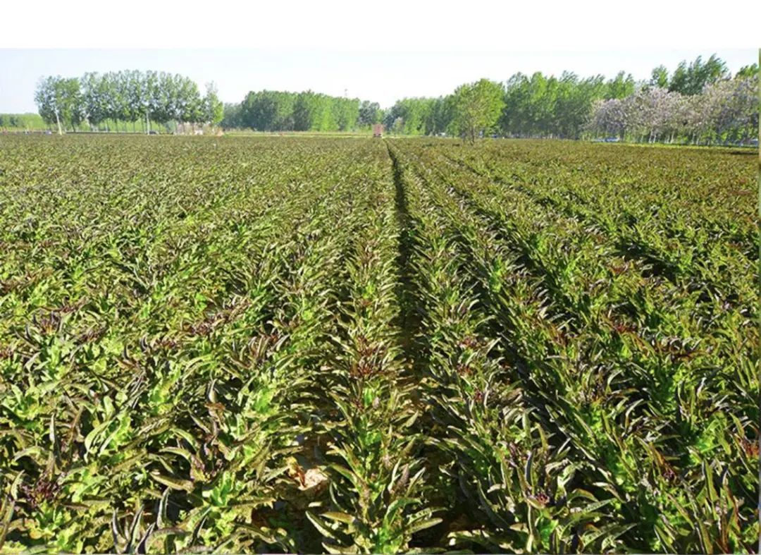 我在阳台疯狂种菜,有2000种神器,成行业TOP3