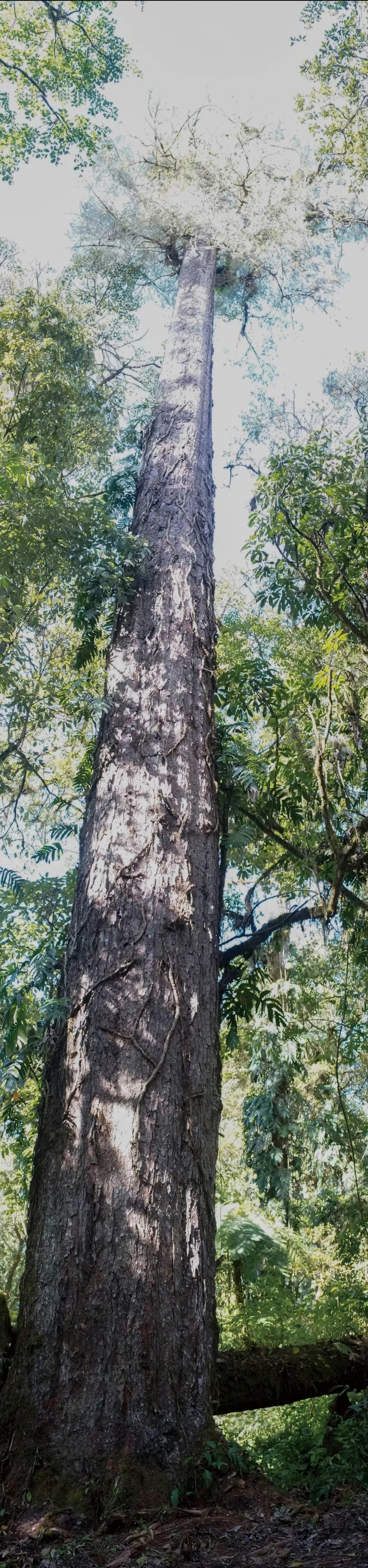 ▲5月8日，辛达布被确定为中国大陆当时已知的最高树，高约76.8米，它位于墨脱的原始森林，身上长满了附生植物