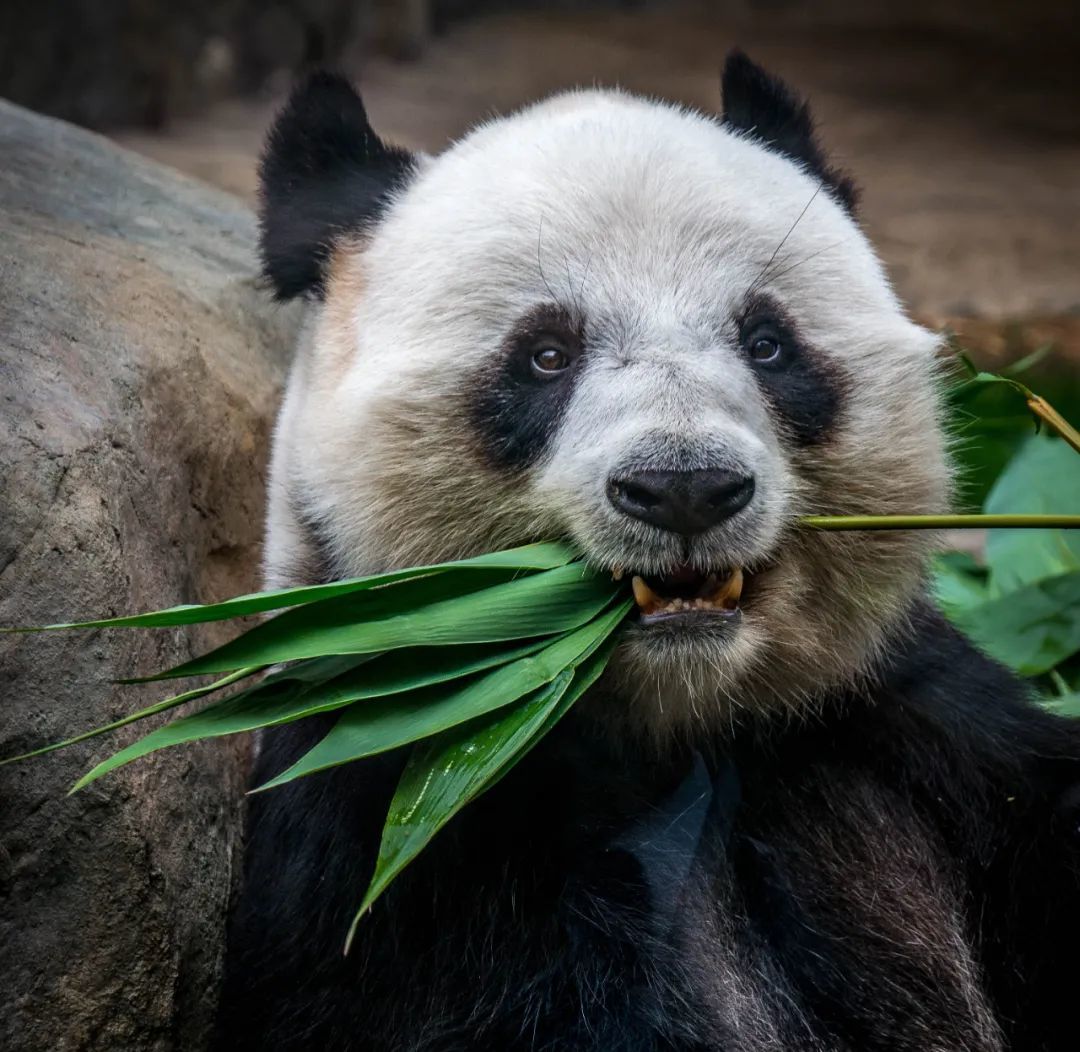 《山海經》中曾描述食鐵獸