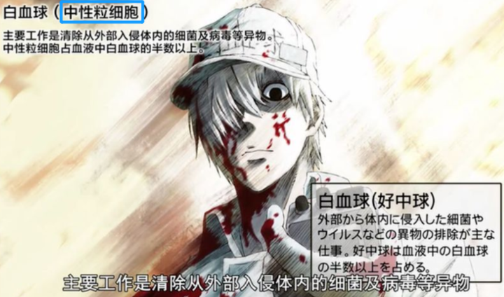 killer cell),也称大颗粒淋巴细胞,主要分布于人体外周血和脾脏中,对