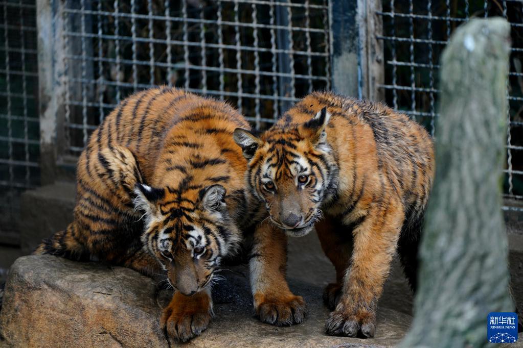 上海动物园小华南虎姐弟获名南风凯风