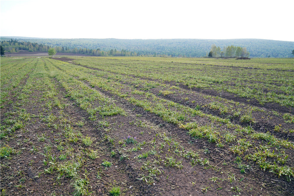 这是伊春森工红星林业局公司的中药材种植区（5月20日摄）。新华社记者王松摄