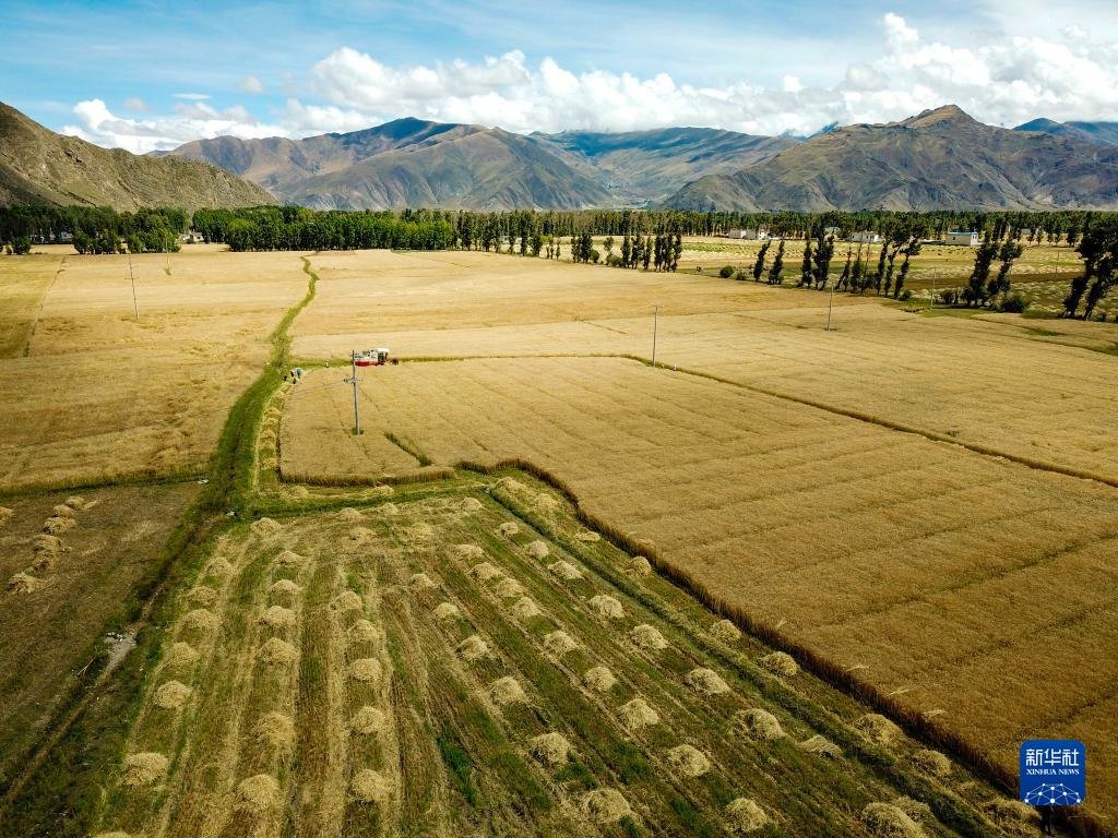 农机合作社和收割工作队在林周县边林乡当杰村玉冲组抢收小麦（无人机照片，9月6日摄）。