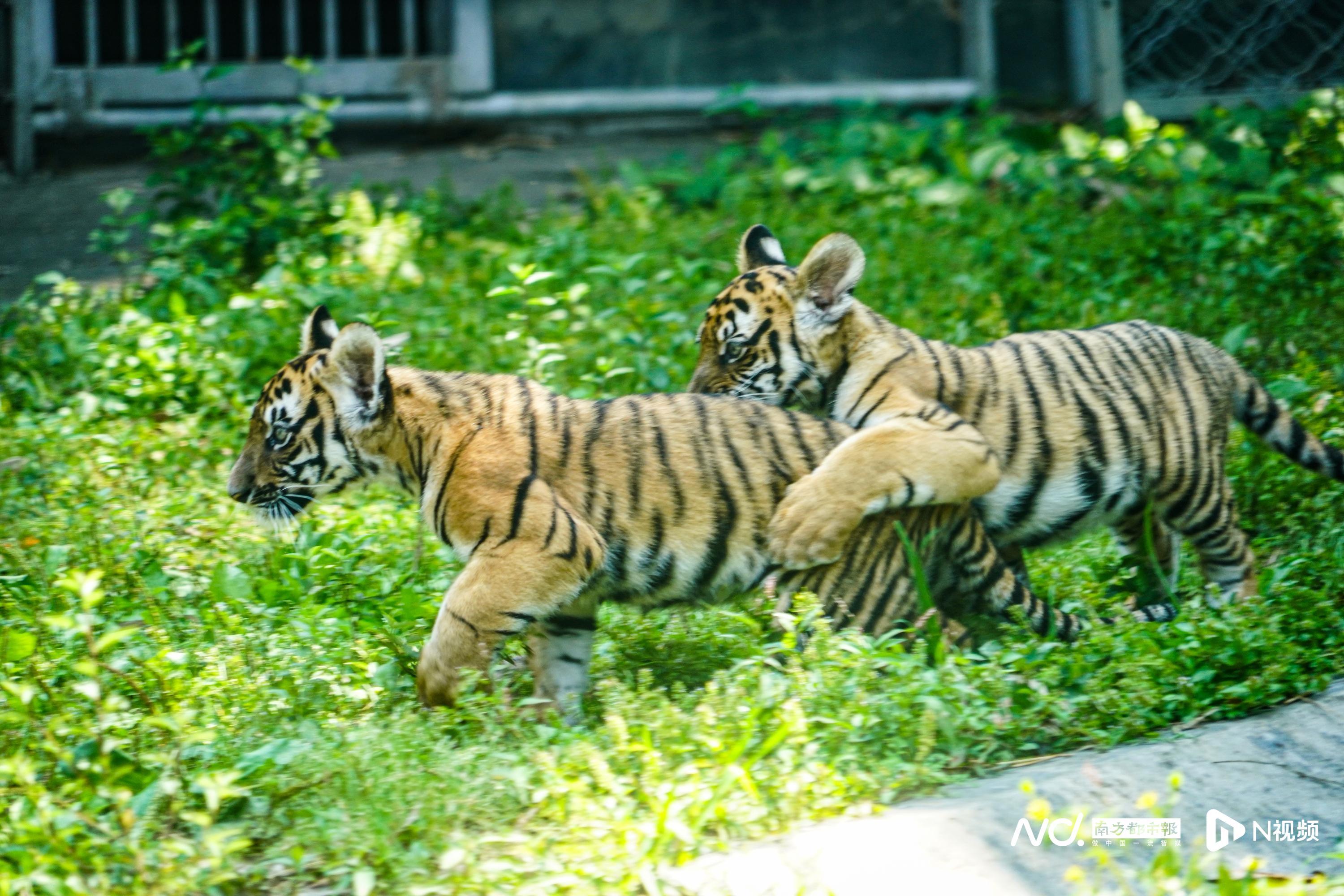 67萌虎亮相韶关华南虎双胞胎百日携新名上幼儿园