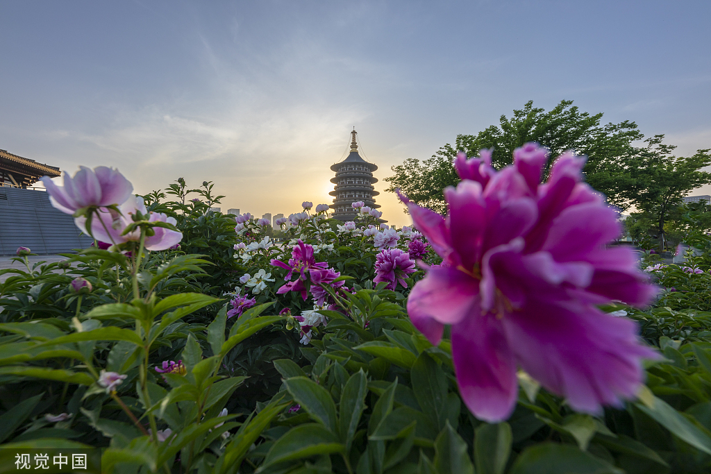2022年4月25日,河南省隋唐洛阳城国家遗址公园天堂明堂景区,芍药花在落日余晖衬托中开放,花香四溢。