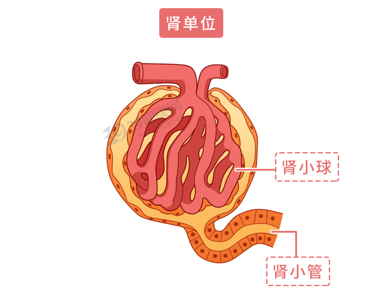 腎虛就是腎病5大腎臟謠言一次說清