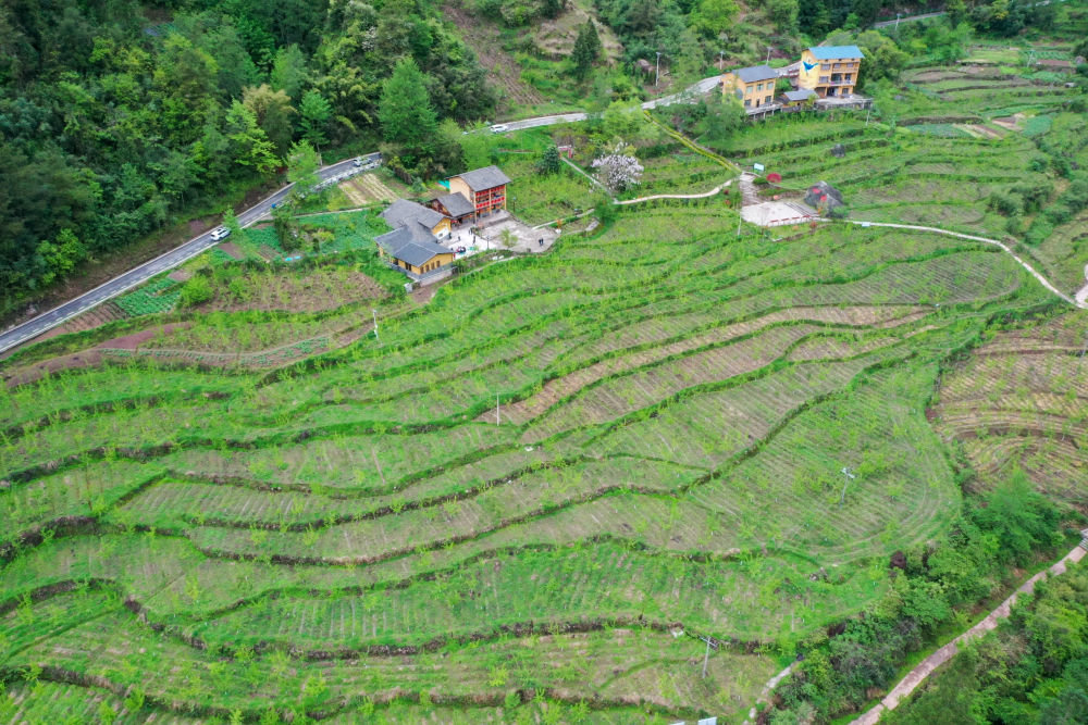 这是重庆石柱土家族自治县中益乡华溪村黄精种植基地(2022年4月14日摄