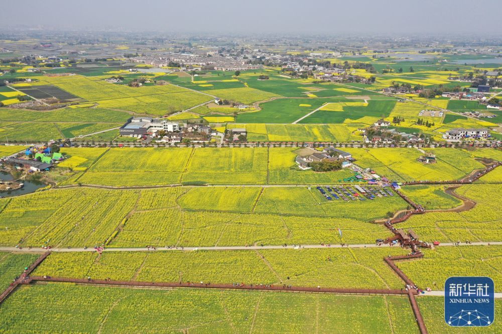 3月8日在四川省广汉市高坪镇李堰村拍摄的油菜花田(无人机照片.