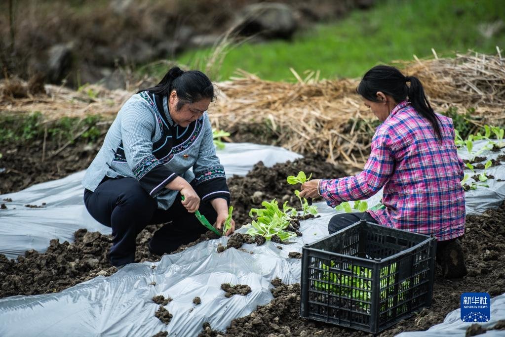 邓迎香(左)和村民一起种植白菜苗(2020年3月9日摄)