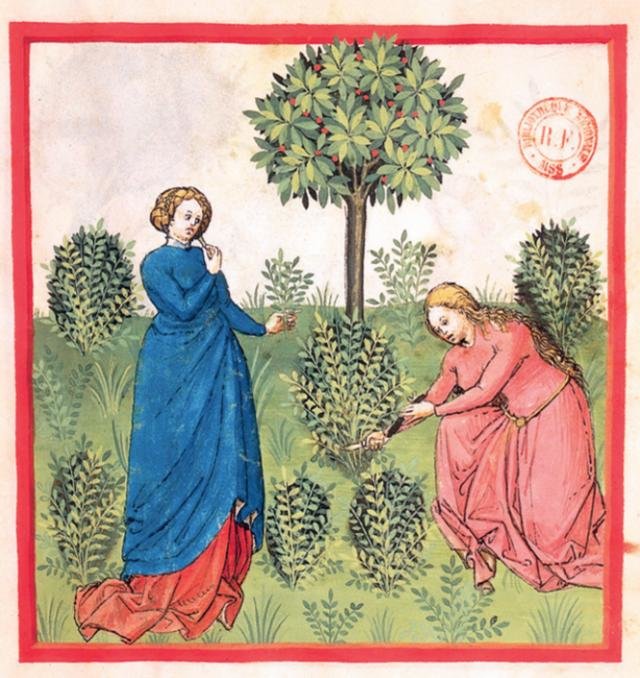 《收割牛膝草》（Récolte de l’hysope），伊本·布特兰（Ibn Butlân）所写的《健康全书》中的彩色插画，彩色插画约创作于 1445—1451年，手抄本现藏于巴黎法国国家图书馆，编号：Latin 9333, fol. 30。