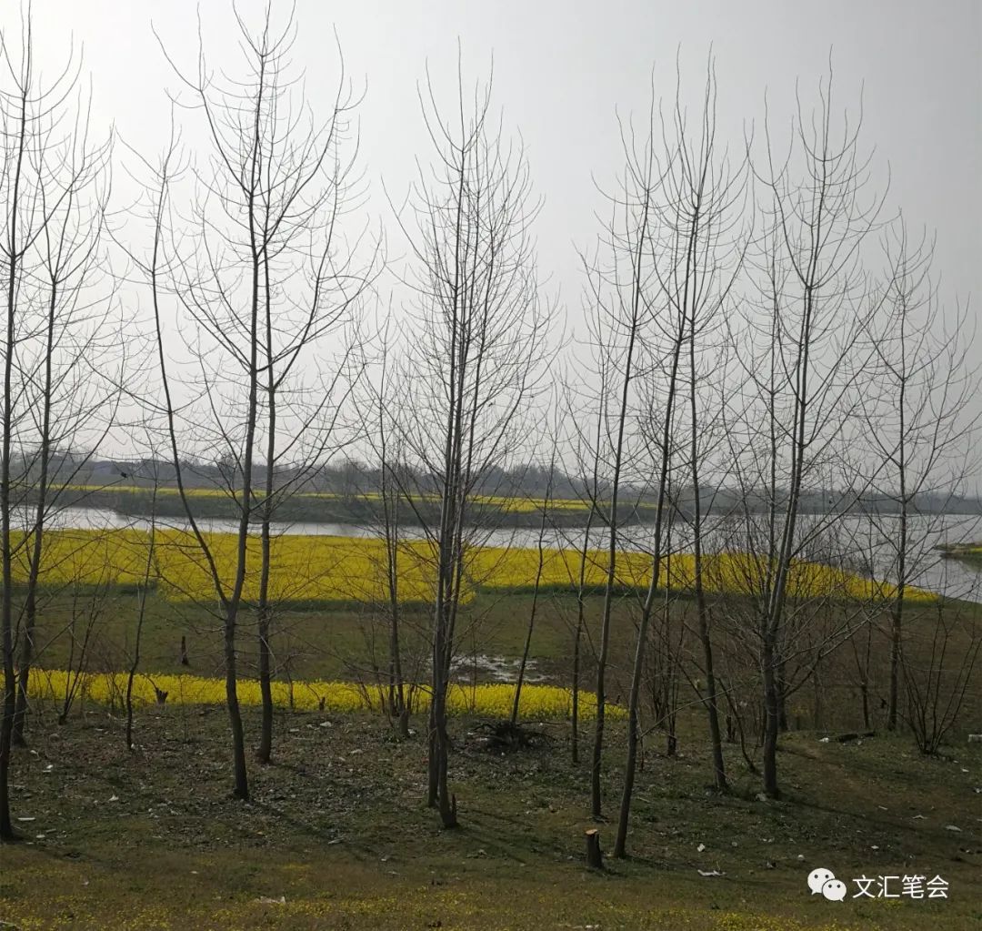 戴胜鸟的田园|舒飞廉（戴胜一种鸟）