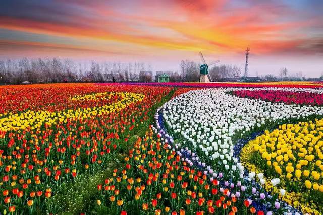 倾城名花聚大丰——大丰荷兰花海初探__凤凰网