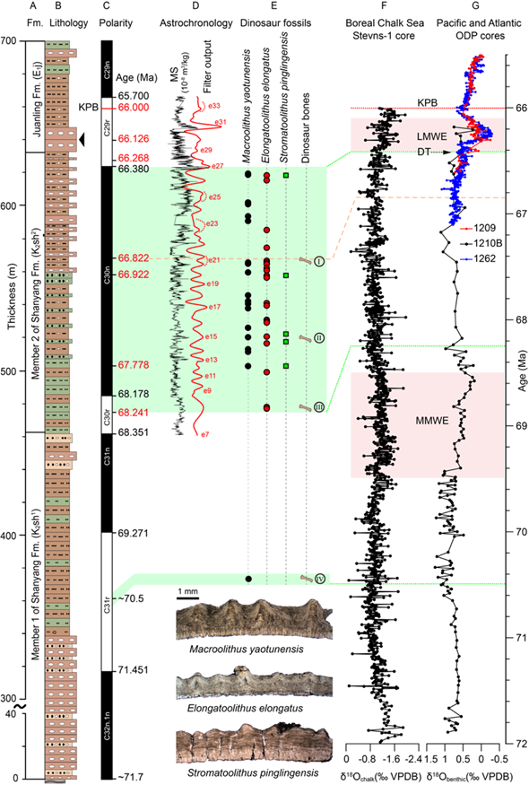 图中表示的是山阳盆地的岩性柱（A和B）、磁极性序列（C），天文调谐结果（D）、恐龙化石分布（E）以及海洋氧同位素记录在白垩纪末期的变化（F和G），指示盆地内的恐龙在其灭绝前的200万年间多样性很低，且古气候、尤其是温度的变化对恐龙的多样性有着重要的影响 （论文作者 供图）