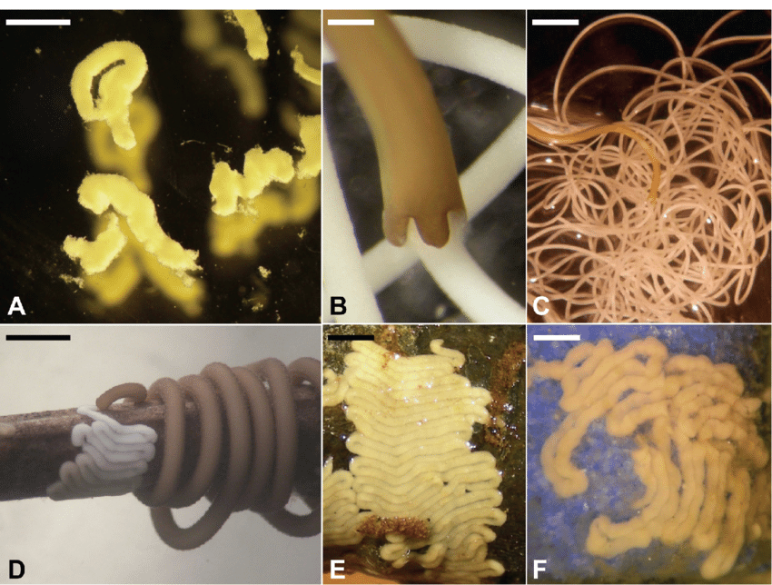 铁线虫好恶心它还能生产三文鱼呢