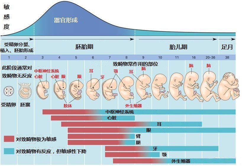9.12中国预防出生缺陷日 | 遗传学家谈如何预防先天畸形_凤凰网