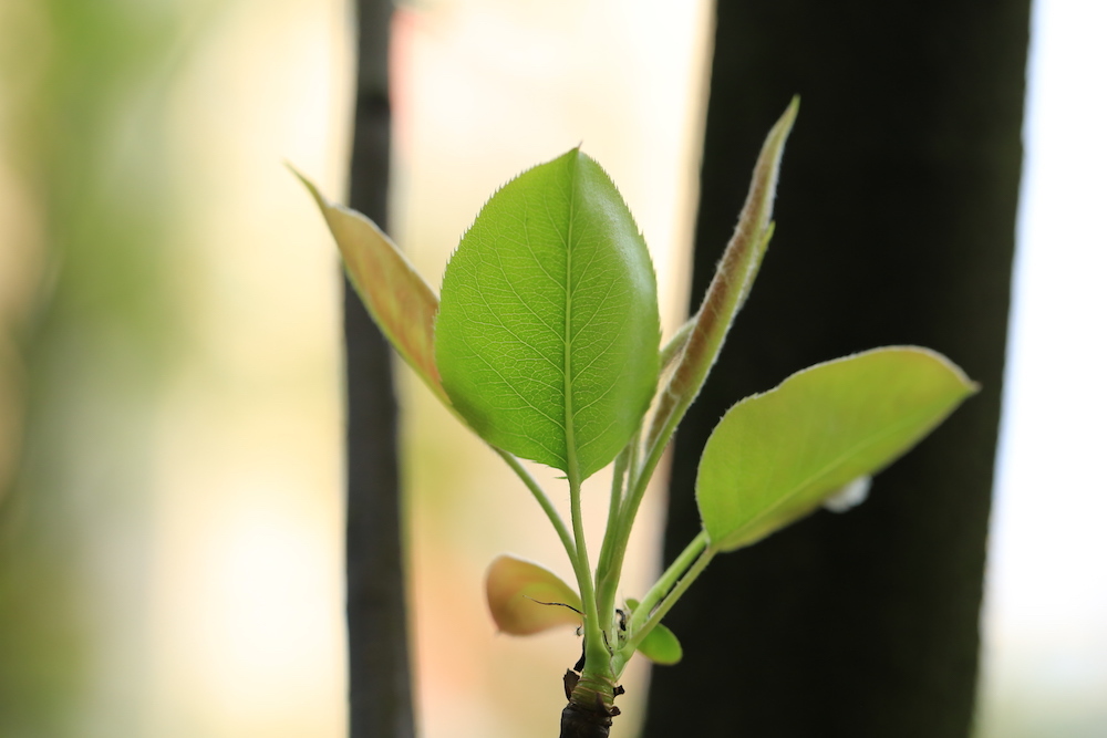 梨花的根茎叶图片