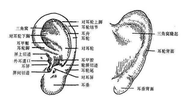 从生物学角度分析 耳机和音箱的听感到底有何不同?