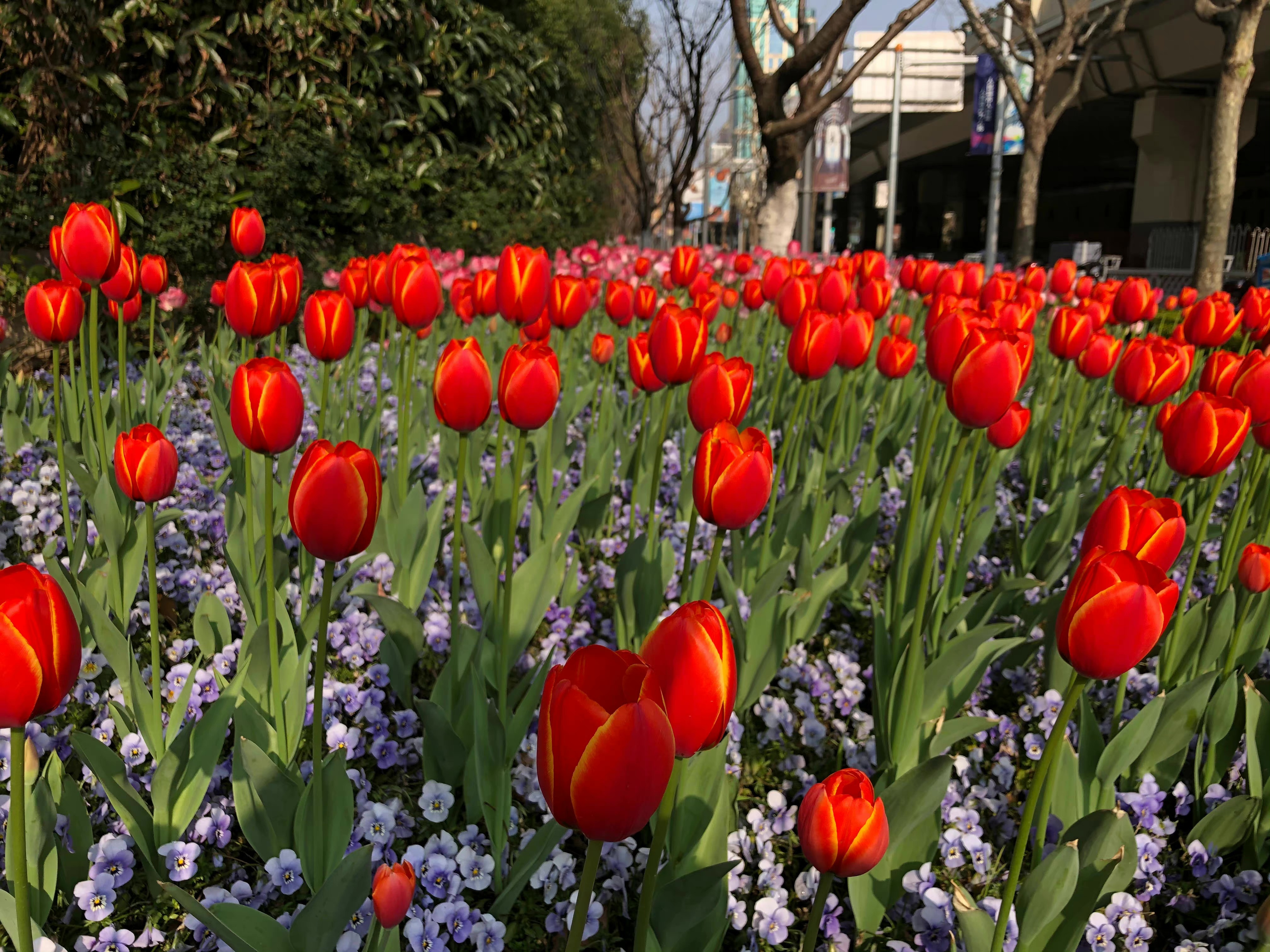 疫情前静安寺地铁站周边的花带.