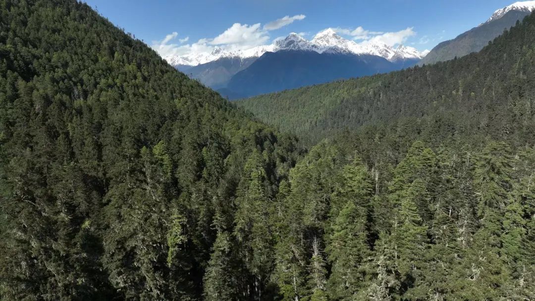 雅鲁藏布江下游区域拥有中国最完整的原始森林