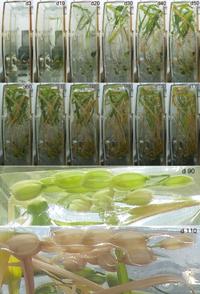 图1 水稻在问天舱生命生态实验柜通用生物培养模块中完成从种子到种子全生命周期不同发育阶段代表性图片。图像上的数字表示注入营养液启动实验后的天数。