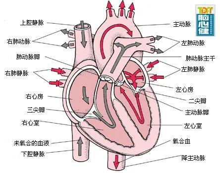彩超怎么判断故障通俗易懂｜心脏有4套主要“系统”：电路、水路、门窗和墙壁_https://www.jmylbn.com_新闻资讯_第1张