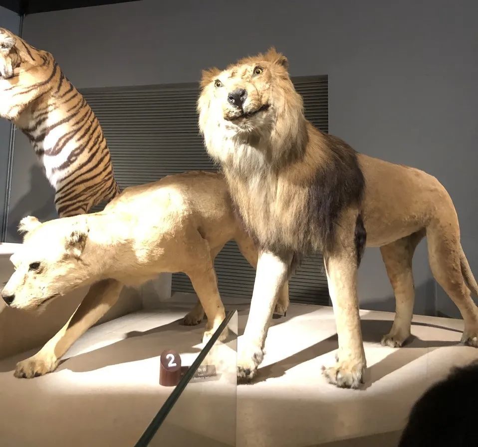 好好一头狮子怎么长得像郭德纲？_凤凰网, image size:958x896