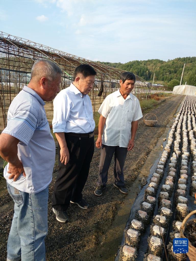 李玉在吉林省蛟河市黄松甸镇指导黑木耳生产（资料照片）。 新华社发