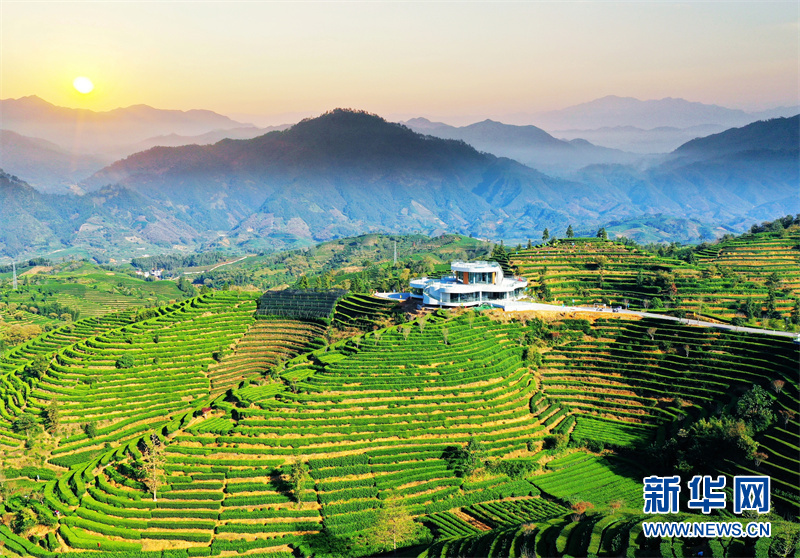 遂昌大柘镇万亩茶海.新华网发 章建辉 摄