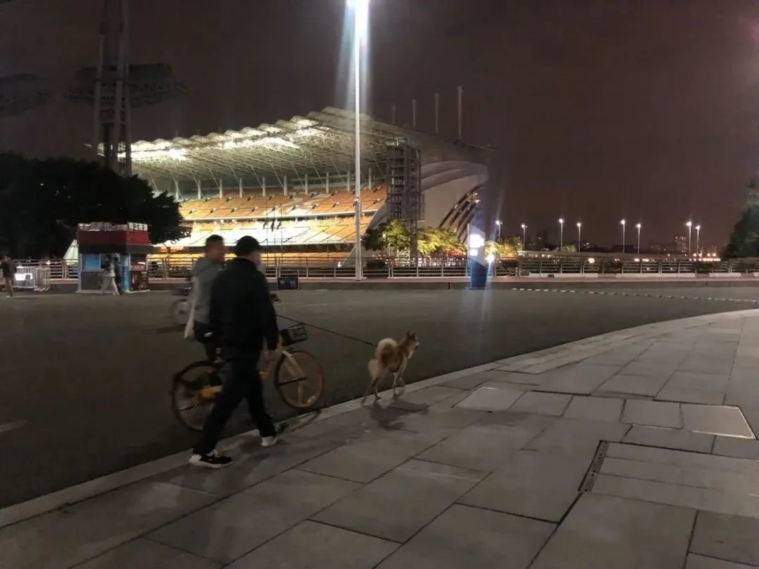 12月6日晚，有市民在珠江边骑车遛狗。