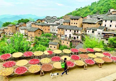 安徽省黄山市歙县阳产土楼的晒秋图景。新华社记者 陈君清摄