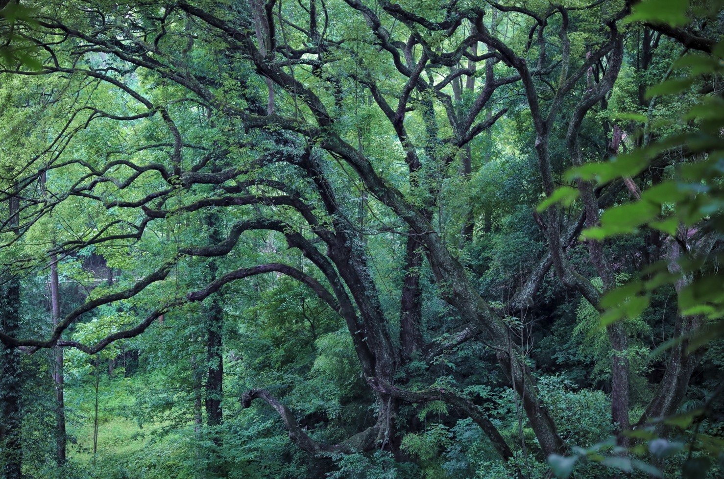 贵州龙里县香樟树古树群的树龄为300年。国家林草局供图（杨正凯 摄）