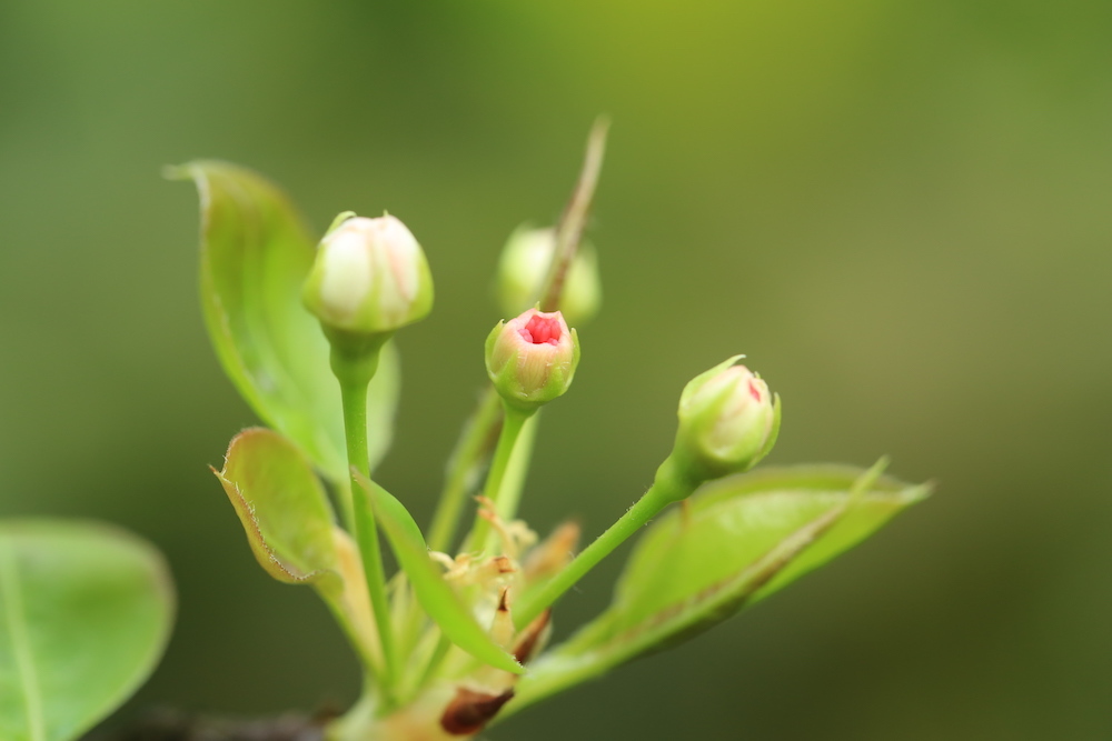 花芽叶芽混合芽图图片