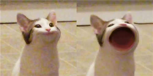 猫张嘴表情包图片