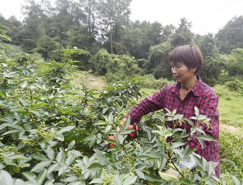 成都：青羊花椒丰收 满山椒香四溢