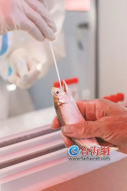 图片来源:台海网