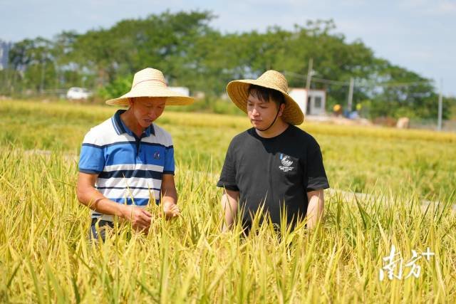 潮阳区关埠镇茂盛农场负责人黄介茂（左）与儿子黄旭东交流秋收经验。 