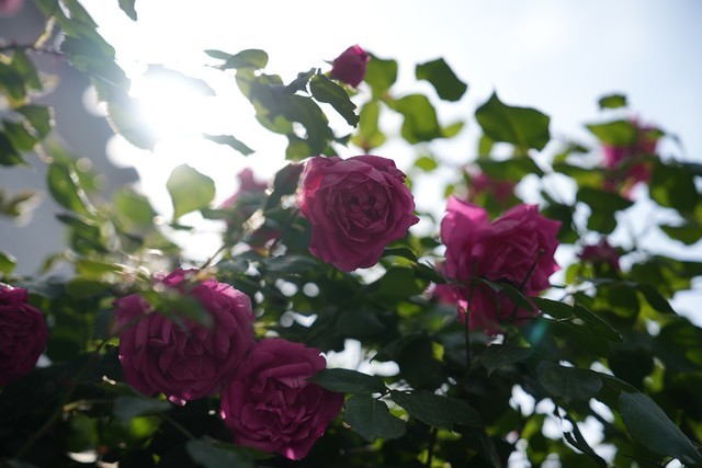 【有料评测】索尼FE24-70mm F2.8 GM II评测:轻量高画质变焦镜头